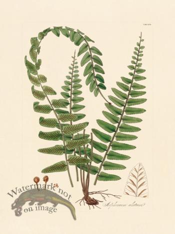 Hooker Fern 17